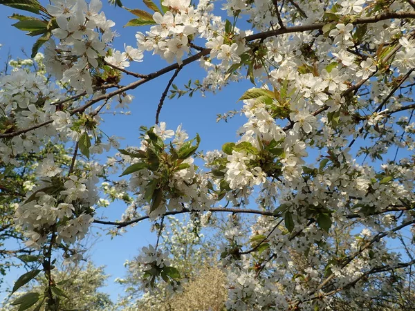 春の美しい白い開花桜の庭 — ストック写真
