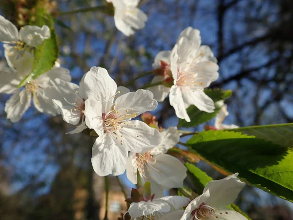 Primavera Bela Flor Branca Cereja Árvore Jardim — Fotografia de Stock