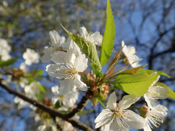 Primavera Bela Flor Branca Cereja Árvore Jardim — Fotografia de Stock