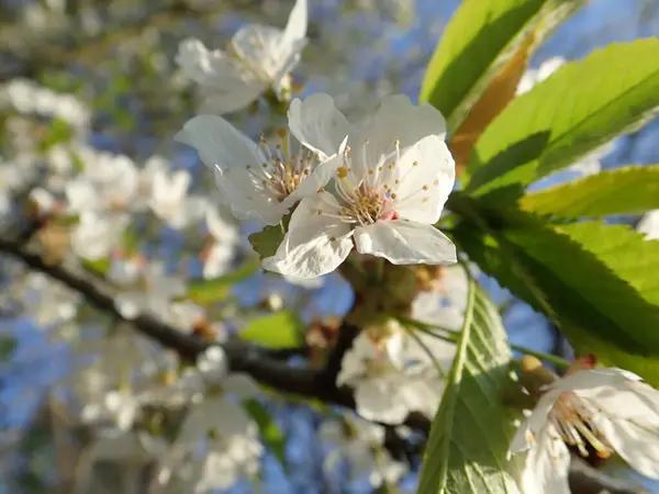 Primavera Bela Flor Branca Cereja Árvore Jardim — Fotografia de Stock