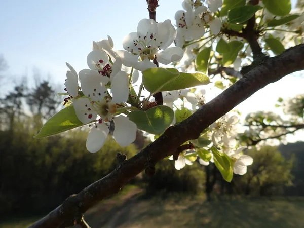 Primavera Bela Flor Branca Cereja Árvore Jardim — Fotografia de Stock