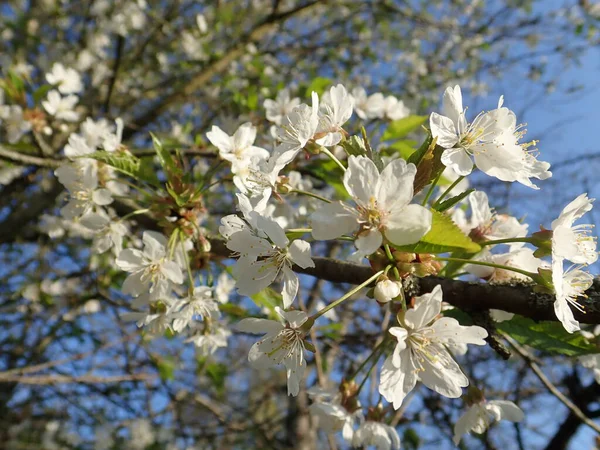 春の美しい白い開花桜の庭 — ストック写真