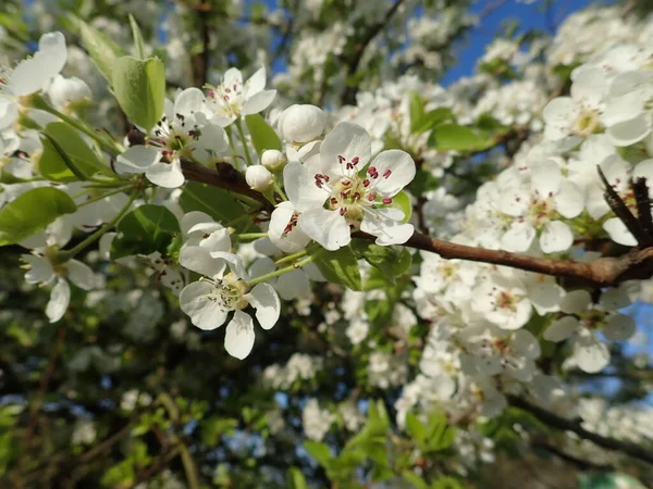 Primavera Bela Flor Branca Cereja Árvore Jardim — Fotografia de Stock