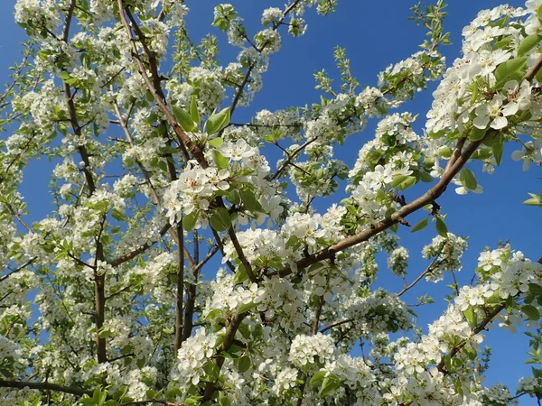 Άνοιξη Όμορφο Λευκό Ανθίζοντας Κήπο Κερασιάς — Φωτογραφία Αρχείου