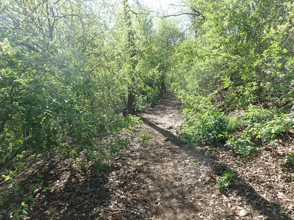 Beau Sentier Caché Dans Bois Vert Printemps — Photo