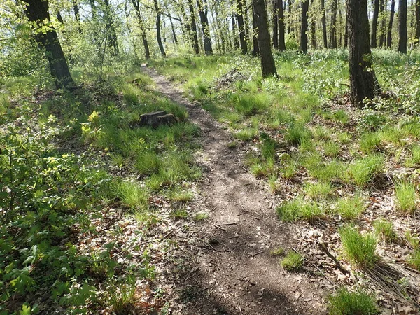 beautiful  hidden trail in the green wood in the spring