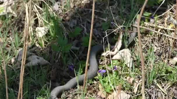 草の中の小さな蛇 — ストック動画