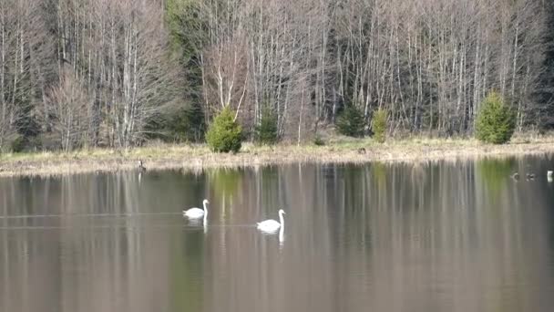 リプノ湖の上の白鳥は — ストック動画