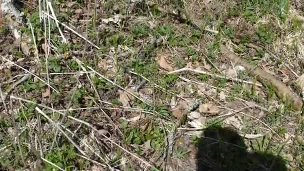 Çimlerde Küçük Bir Yılan — Stok video
