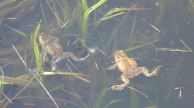 Gölde yüzen kurbağa.