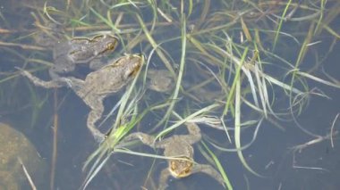 Gölde yüzen kurbağa.