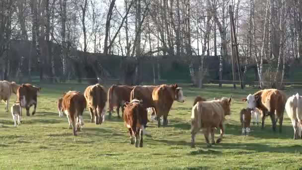 Krowa Czeskiej Łące — Wideo stockowe