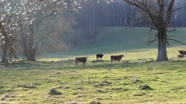 Krowa Czeskiej Łące — Wideo stockowe