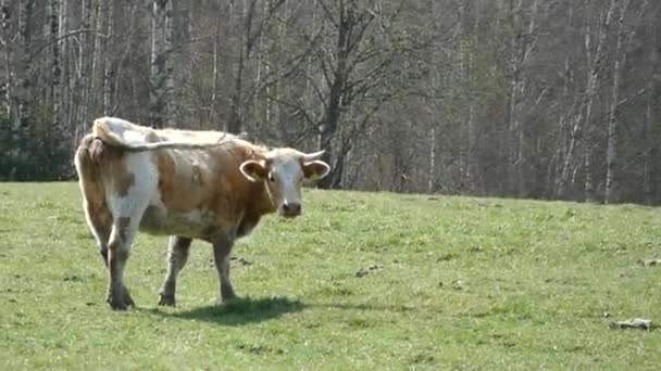 Kuh Auf Einer Tschechischen Weide — Stockvideo