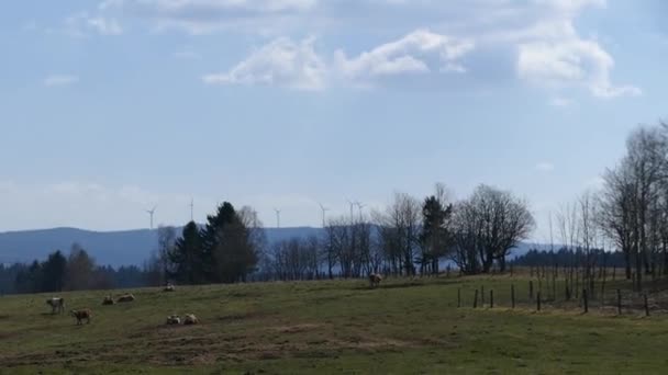 Kuh Auf Einer Tschechischen Weide — Stockvideo