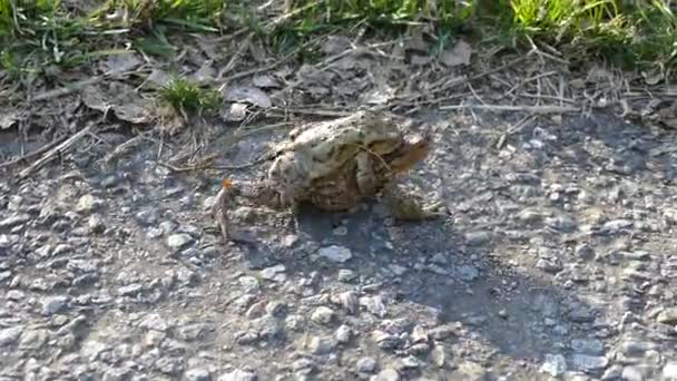 Rana Nadando Agua Lago — Vídeos de Stock