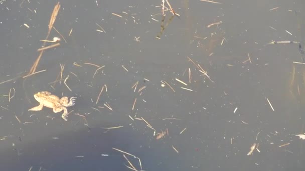 Frosch Schwimmt Wasser Eines Sees — Stockvideo