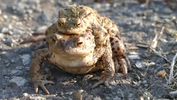 青蛙在湖水中游泳 — 图库视频影像