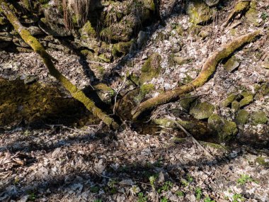 Sumava woodin czech cumhuriyetindeki eşsiz tarihi Schwarzenberg kanalı nakliye kanalı su yolu