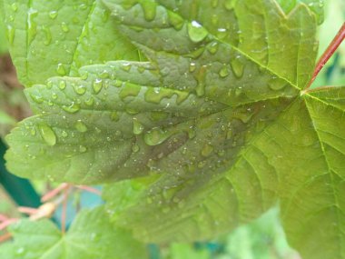 Çiyli suyu yeşil bir yaprağa damlatan detay      