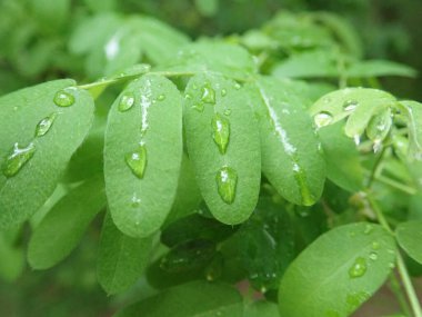 Çiyli suyu yeşil bir yaprağa damlatan detay      