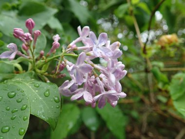 Güzel menekşe çiçekli yeşil bir dalda leylak