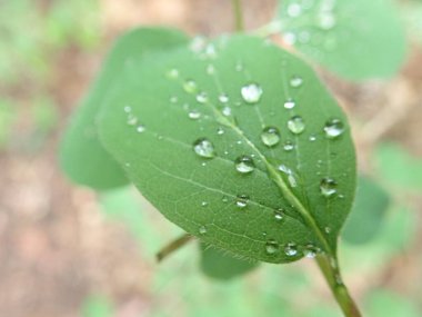 Çiyli suyu yeşil bir yaprağa damlatan detay      