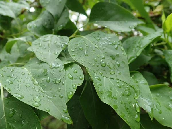 Detalle Motning Gota Agua Rocío Una Hoja Verde —  Fotos de Stock