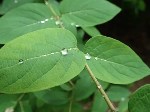 Detalle Motning Gota Agua Rocío Una Hoja Verde — Foto de Stock