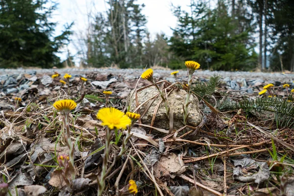 Detalj Blommande Gul Tassfot Naturen — Stockfoto