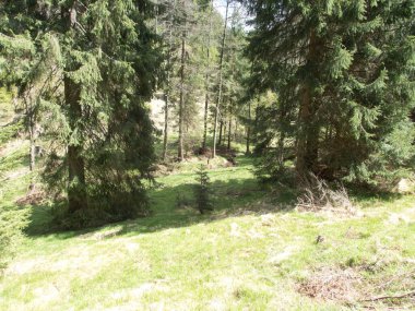 Çekoslovakya doğal parkında ağaçları olan taze yeşil orman.