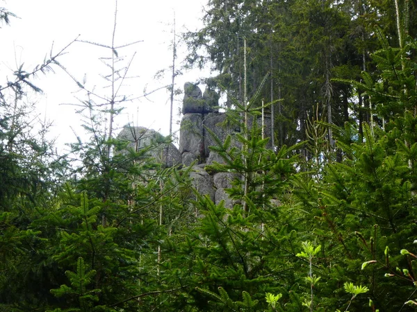 Foresta Verde Fresca Con Alberi Nel Parco Naturale Ceco — Foto Stock