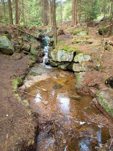 Chladný Proud Čisté Vody Lese — Stock fotografie