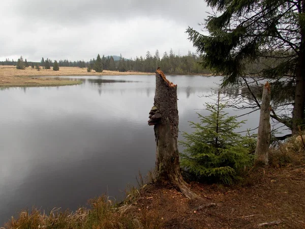 Krásné Jezero Lese Českém Přírodním Parku — Stock fotografie