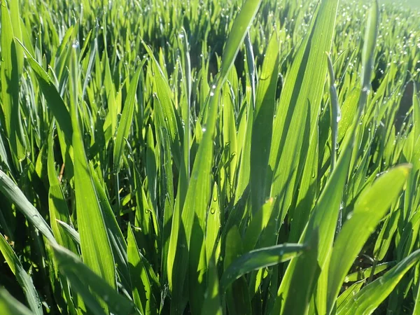 Detalle Cercano Hierba Verde Fresca Con Rocío Matutino Día Soleado — Foto de Stock