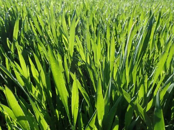 Detalle Cercano Hierba Verde Fresca Con Rocío Matutino Día Soleado — Foto de Stock