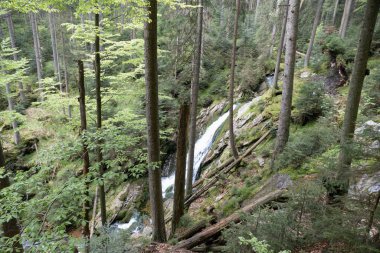 Ormandaki küçük bir derede vahşi bir şelale