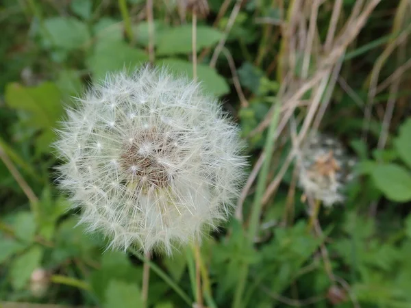 Detail Ofwhite Dandelion Seeds Grass — Stock Photo, Image