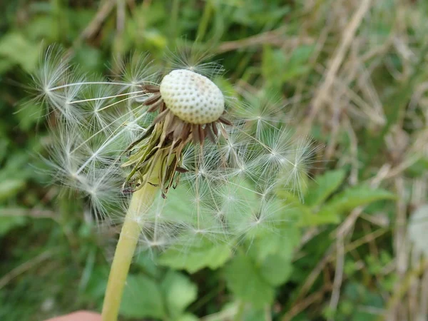 Detail Ofwhite Dandelion Seeds Grass — Stock Photo, Image