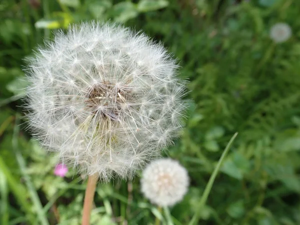 Detail Ofwhite Dandelion Seeds Grass — Stock Photo, Image