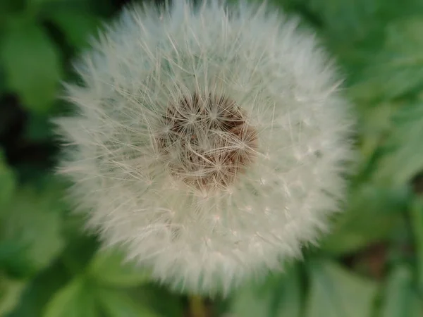 Detail Ofwhite Dandelion Seeds Grass — Stock Photo, Image