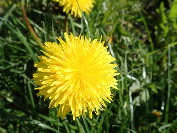 Detalj Gul Maskros Blommar Gräset — Stockfoto