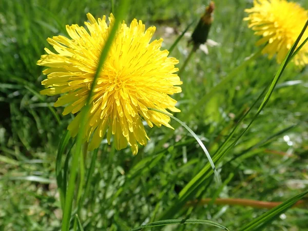 Detalj Gul Maskros Blommar Gräset — Stockfoto