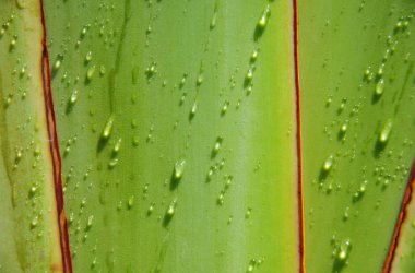 Su damlası traveler's ağaç üzerinde