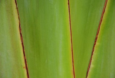 Traveler's ağacının yeşil doku