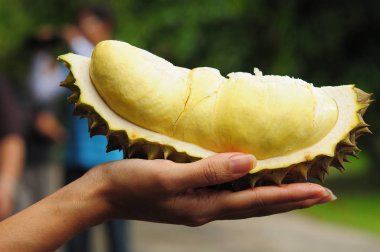 Durian yandan kesmek