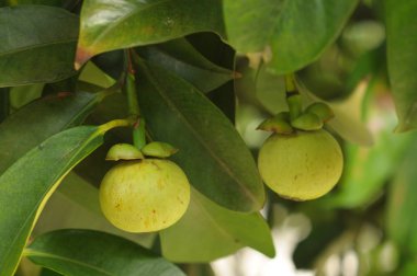 Genç mangosteen ağaç üzerinde