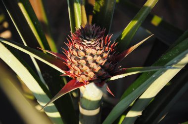 alanında genç ananas