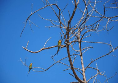 Ölü ağaç dallarında kuşlar