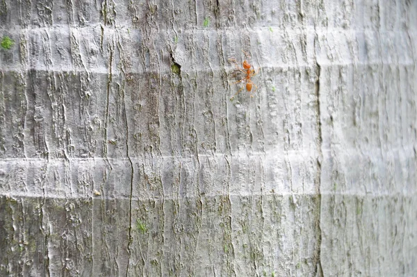 Мураха на фоні текстури стовбура кокосового дерева — стокове фото